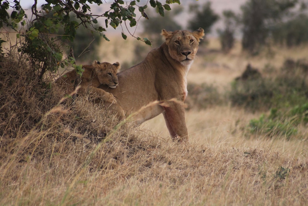 Spirit Of The Masai Mara