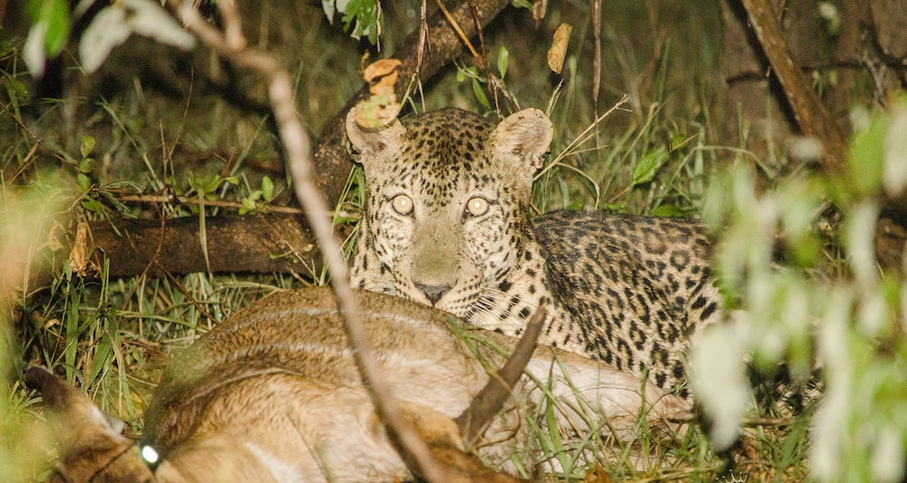 Elandela Private Game Reserve & Luxury Lodge