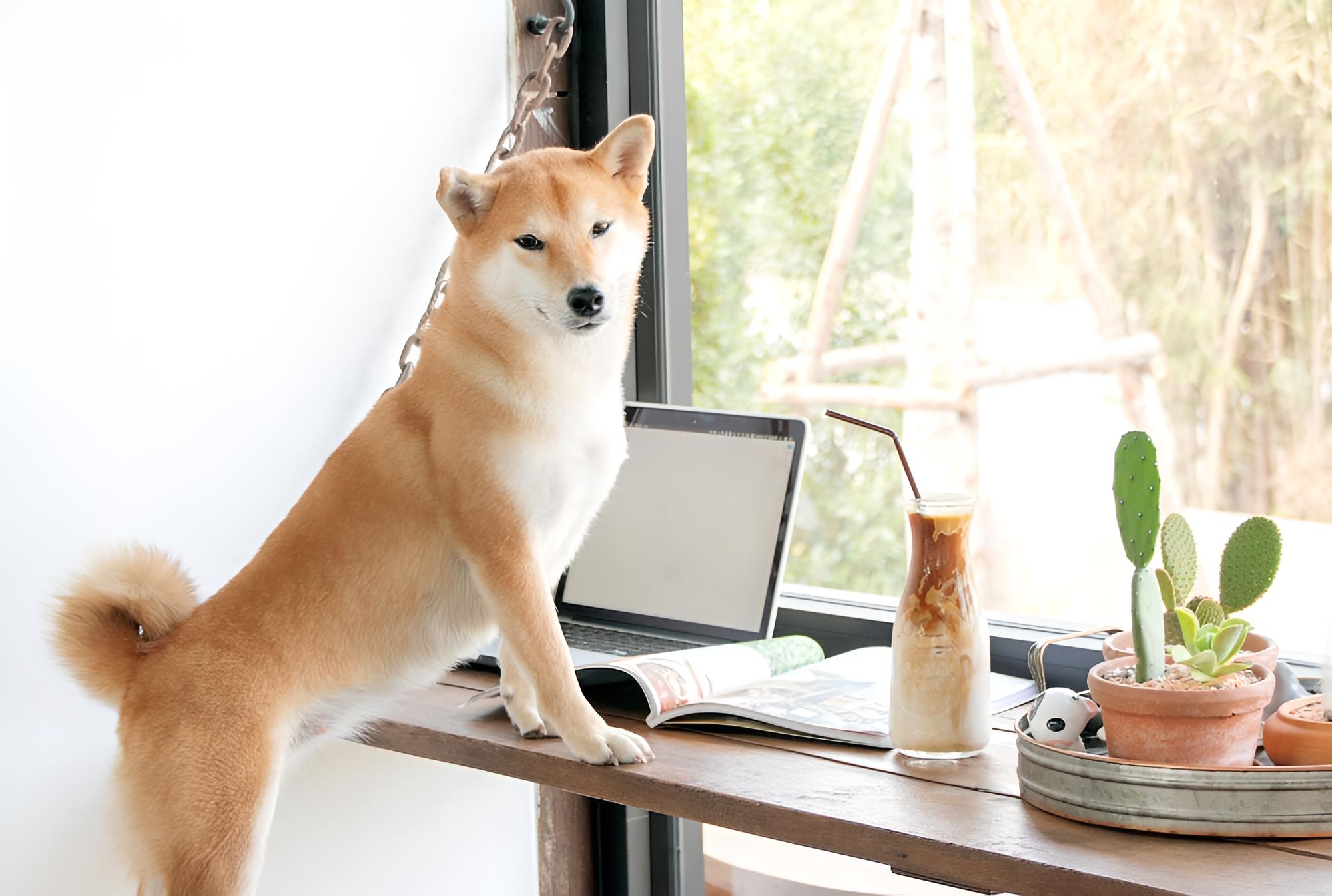 Pawtel