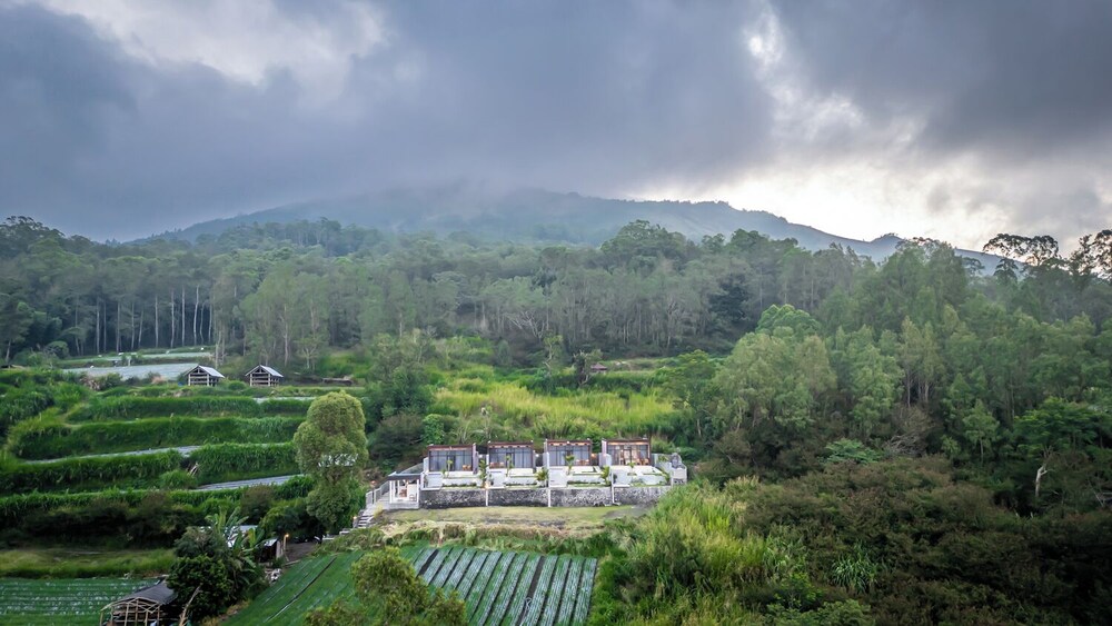 The Jungle Sunrise
