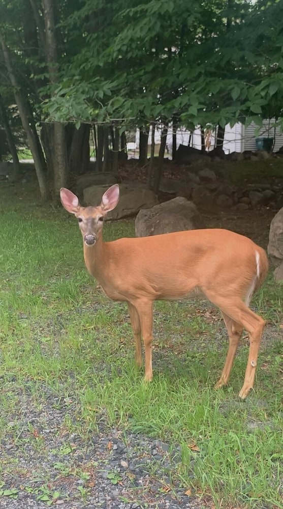 Poconos Hideaway - Woods & Wildlife