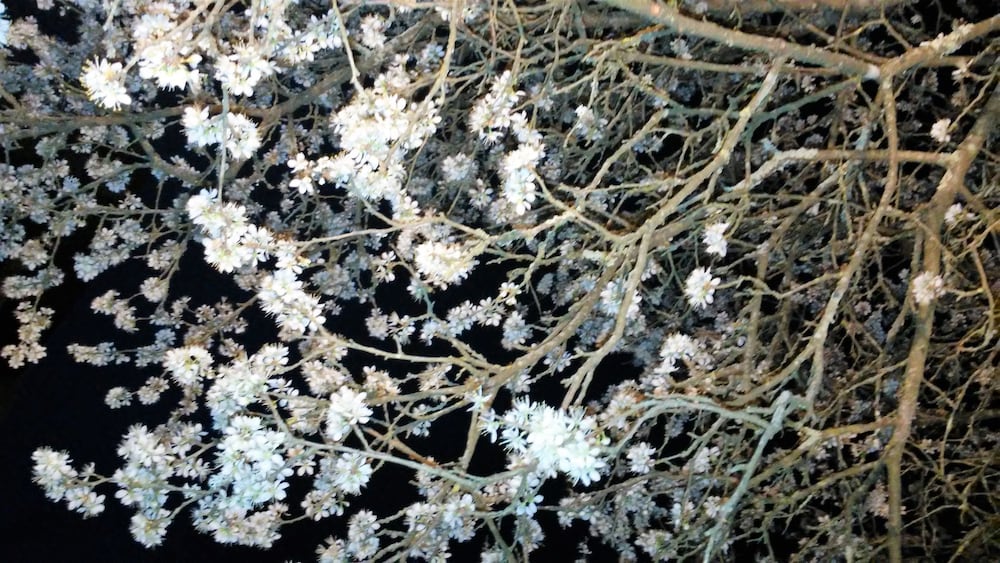 Tenuta i Lecci di Gurian Roberta Maura