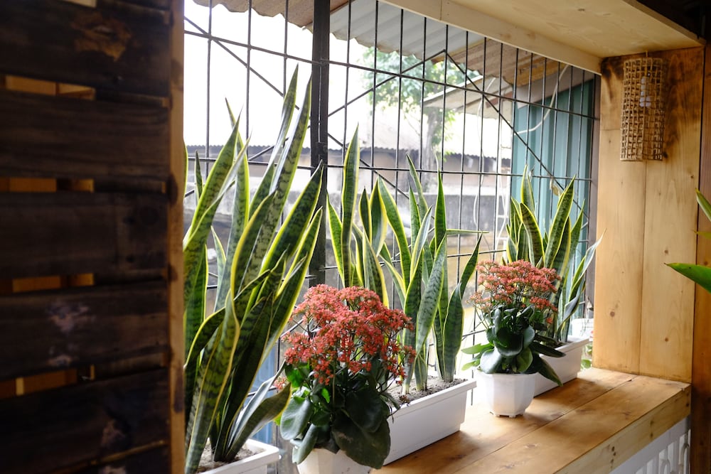 A Green Home