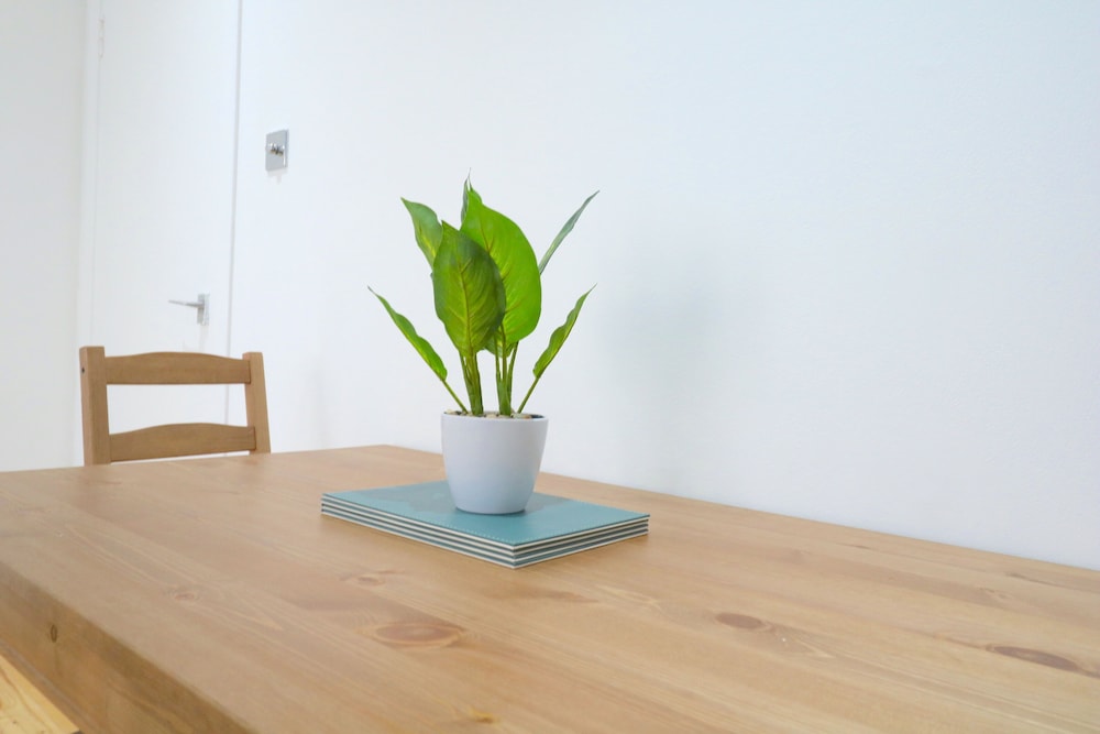 Comfortable Apartment in West End