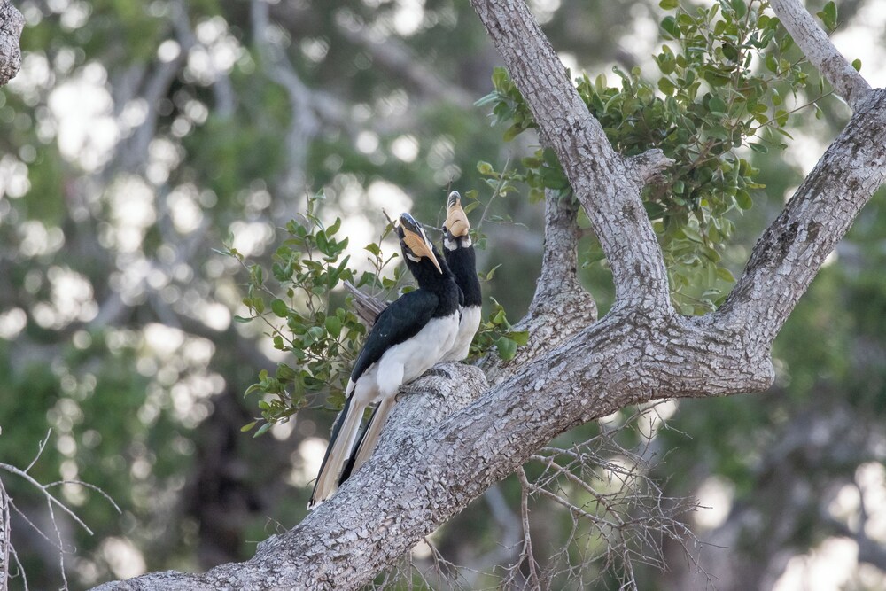 The Den at Yala