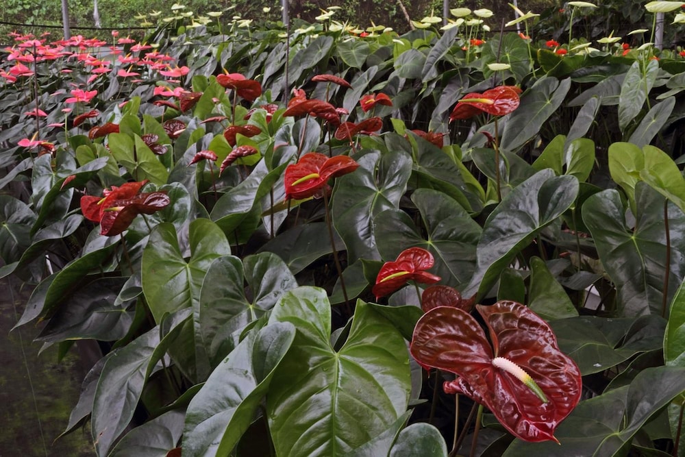 Finca Hamburgo
