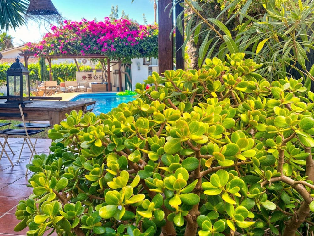 Villa Alfredo in Estepona