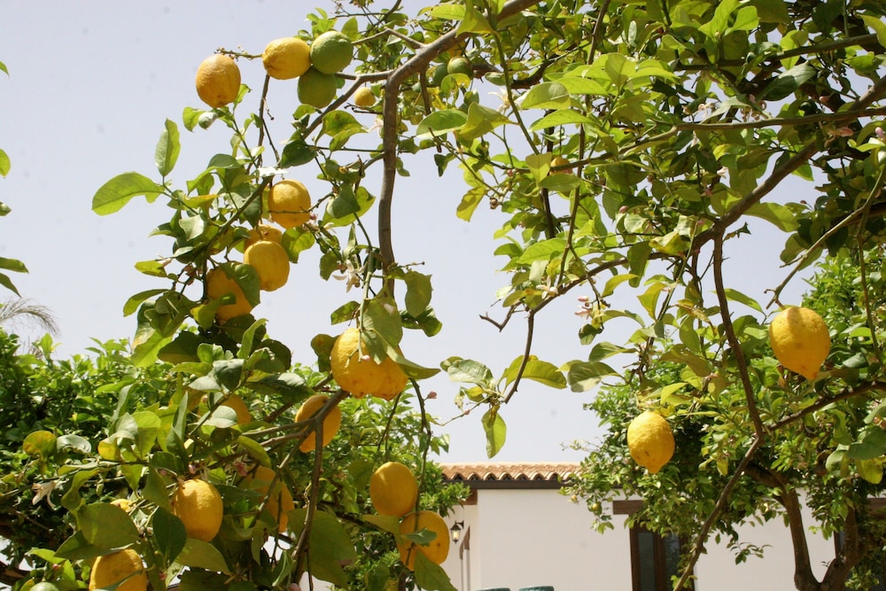 Agriturismo Terra dei Limoni