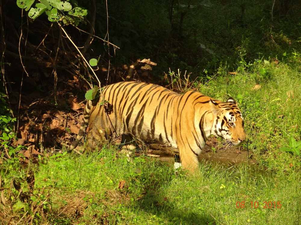 Windsor Tiger Resort