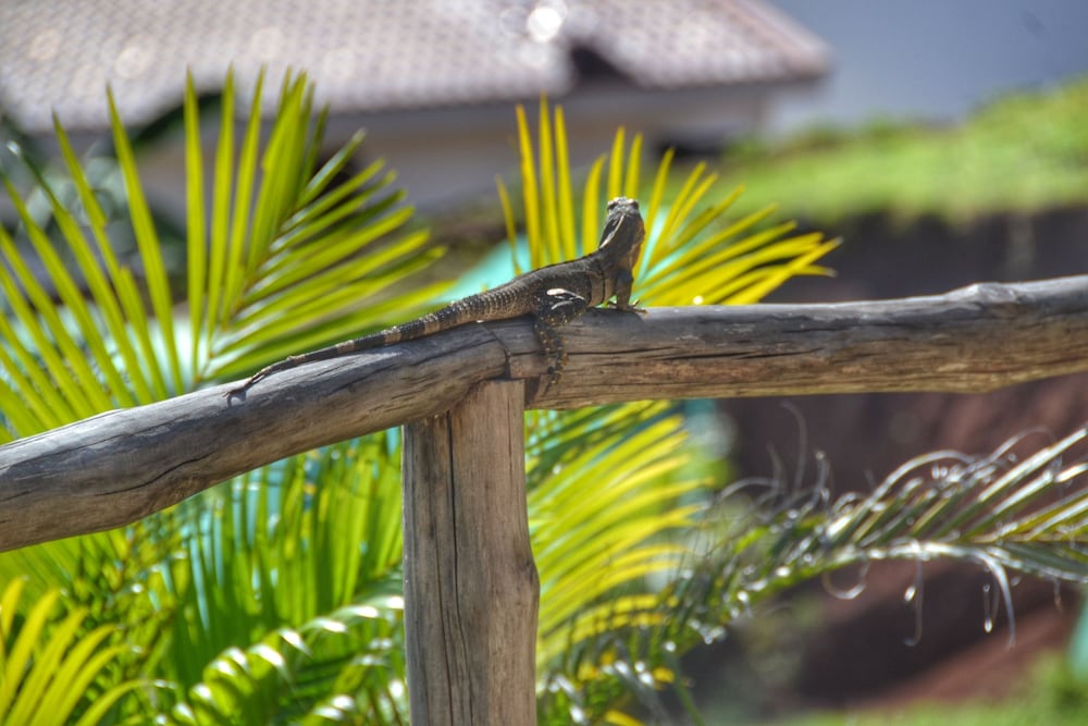 Playa Lagarto Eco Development