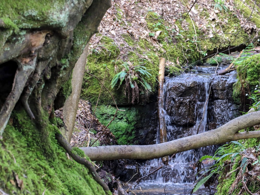 Ghyll Park Farm