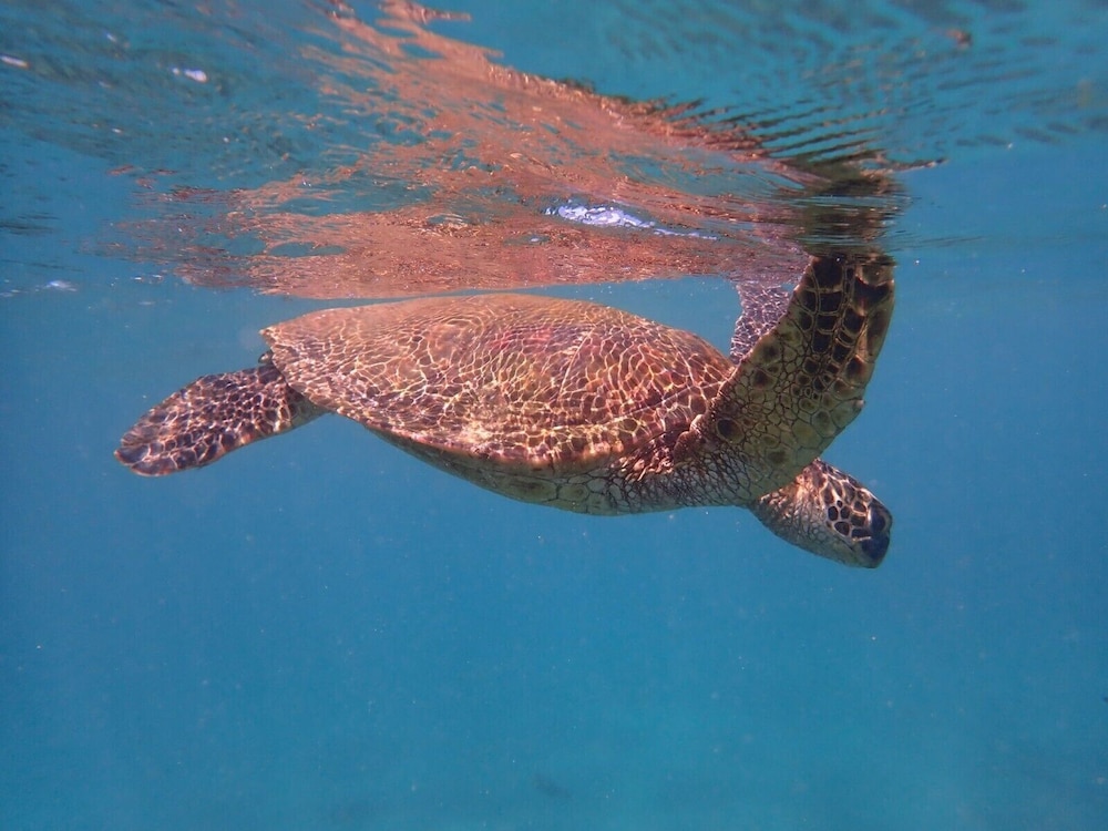 Kamaole Beach Club