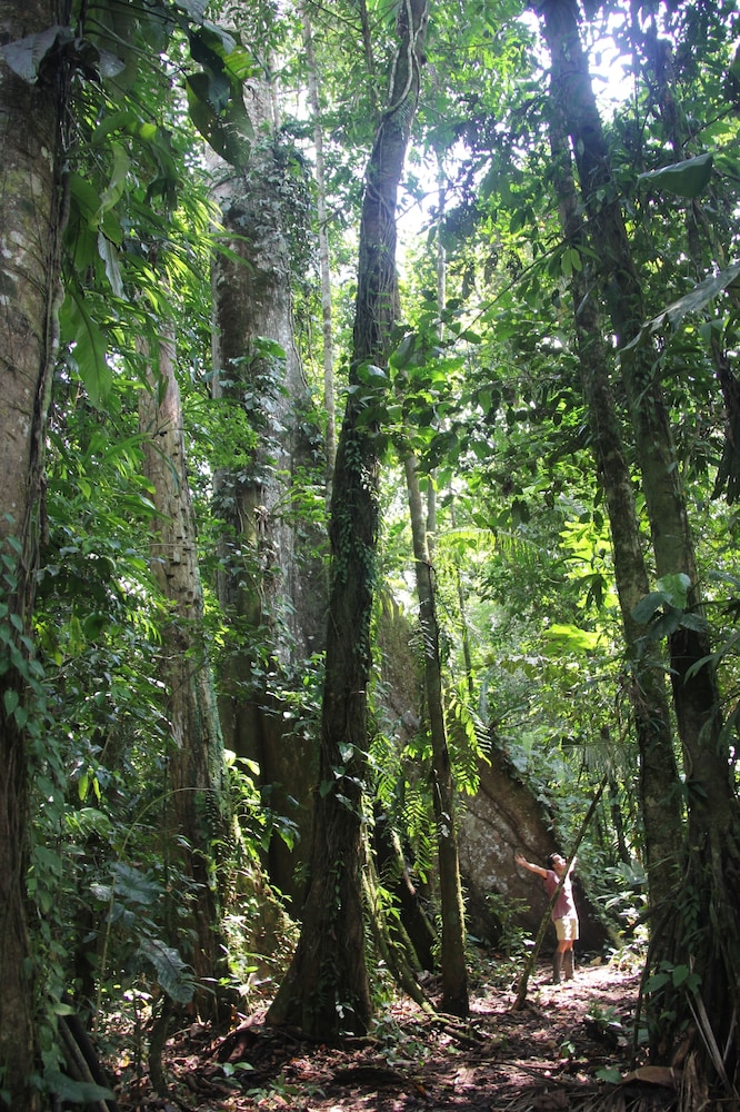 Green forest Ecolodge