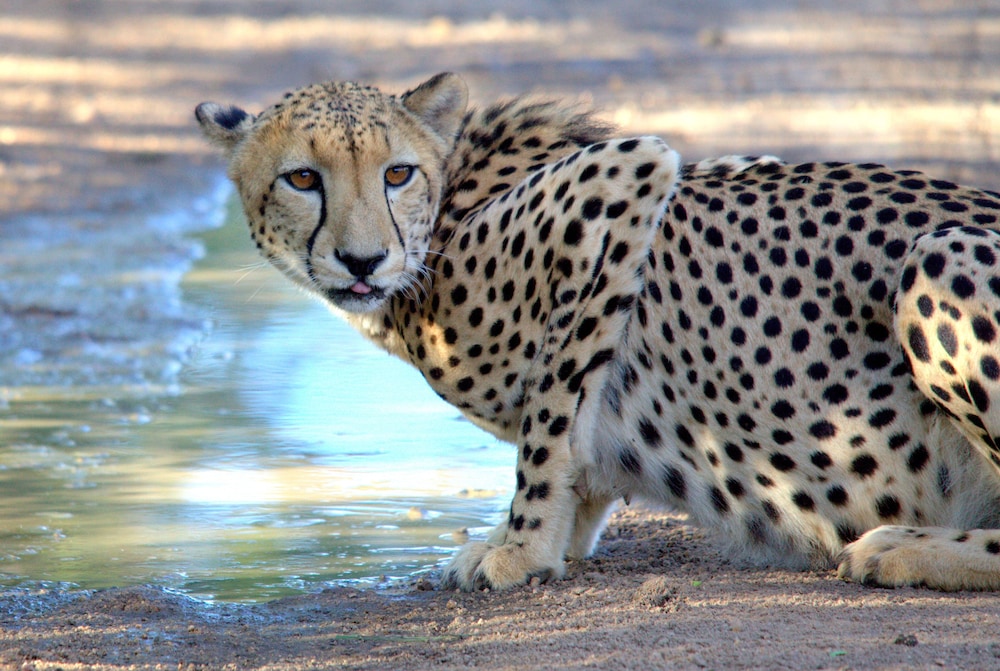 Karongwe - River Safari Lodge