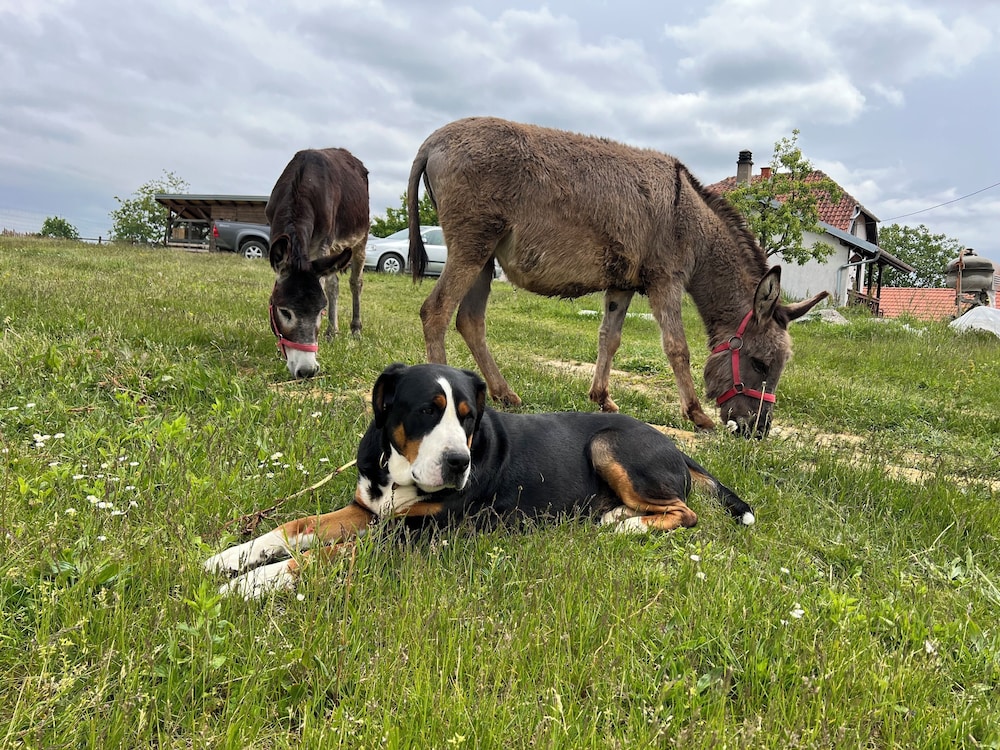 My little Farm Agroturizam