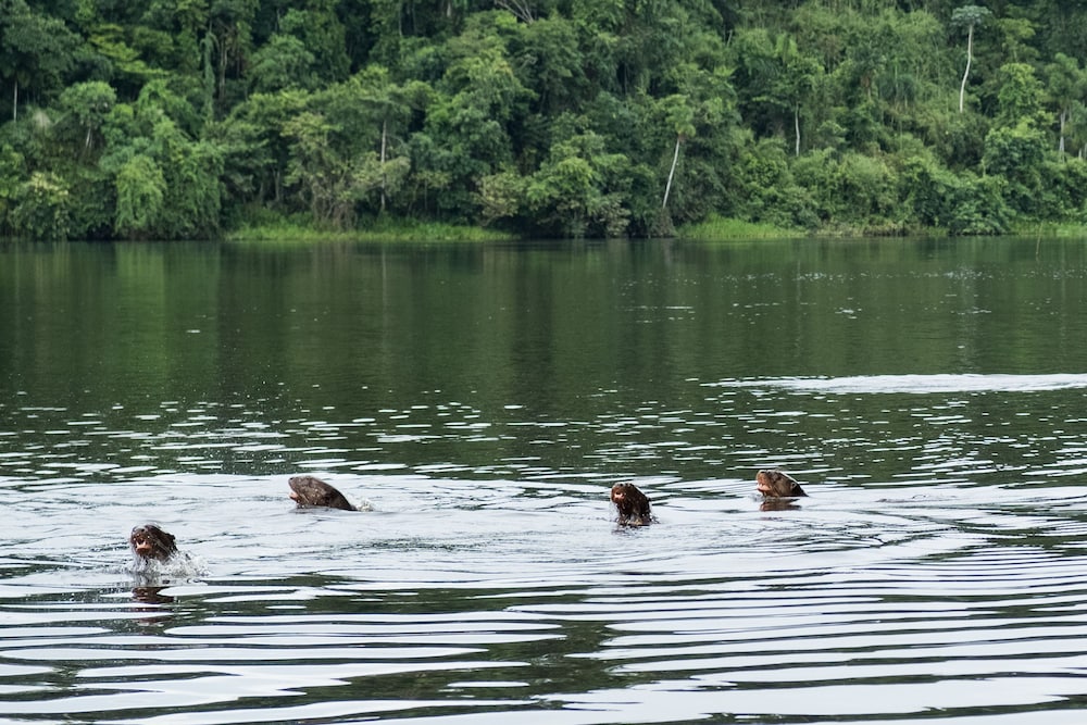 Ñape Lodge