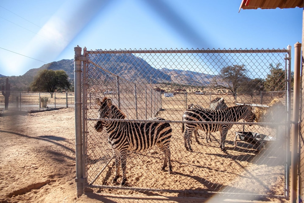 Zebra Refuge Cottage-wild Unique Prescott Stay