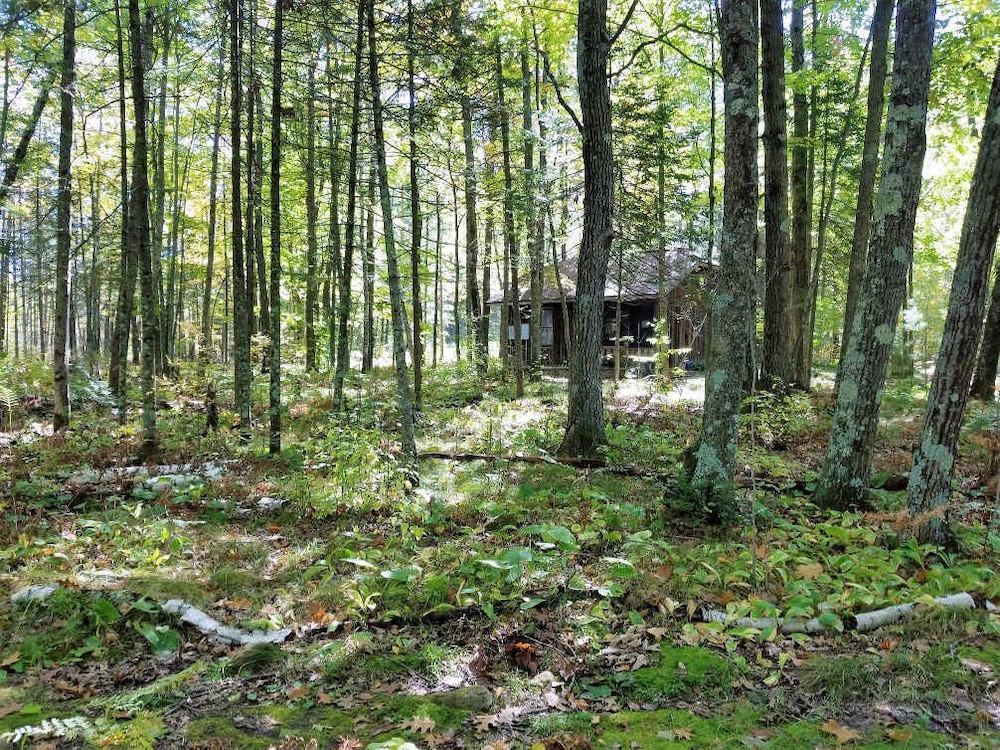 Shire In The Woods