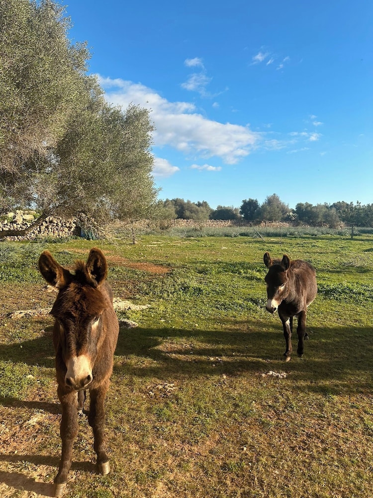 Finca Son Pieras