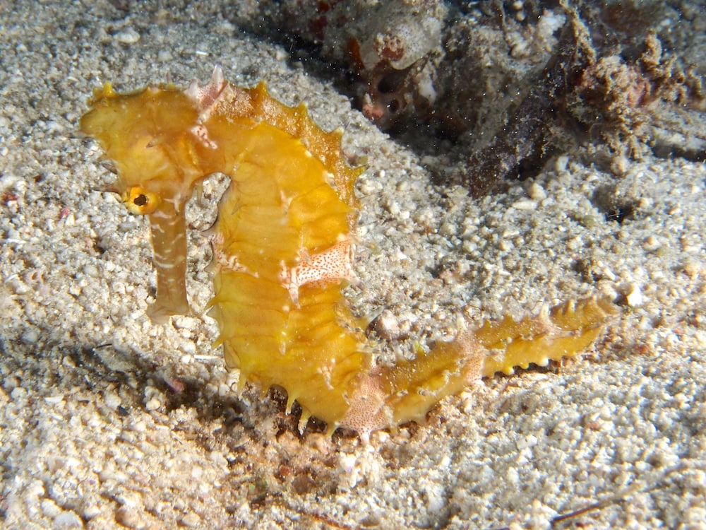 Dive Spot Asia & Brumini Beach Resort