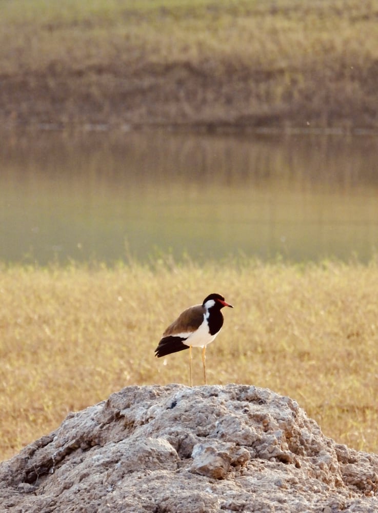 Rawla Bisalpur