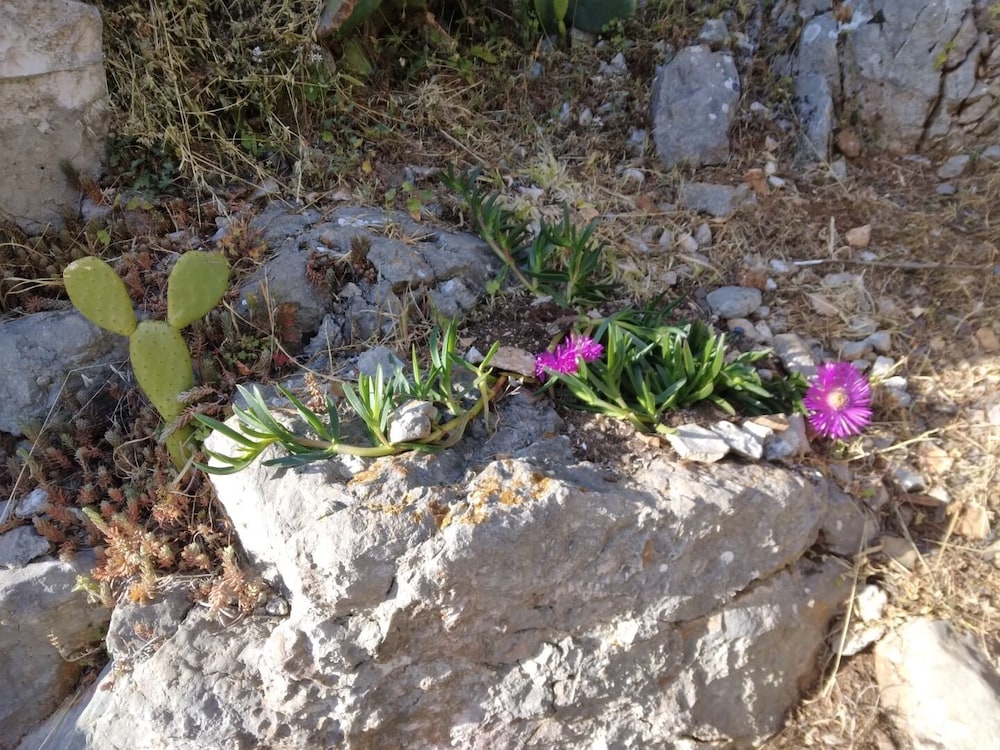 Roki - 10 m From Beach - A2 Mali