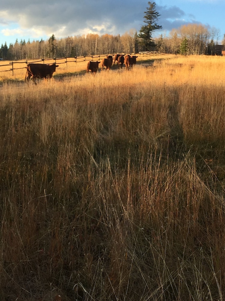 Montana Hill Guest Ranch