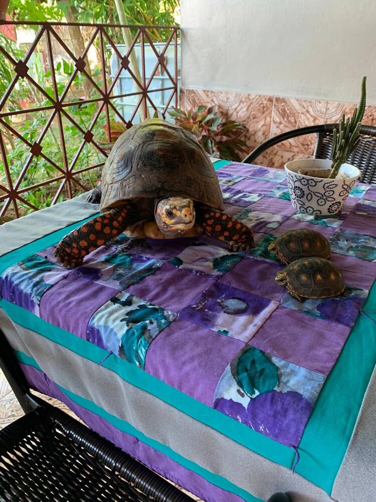 Cozy La Chorrera Villa With Private Patio & Nature Views
