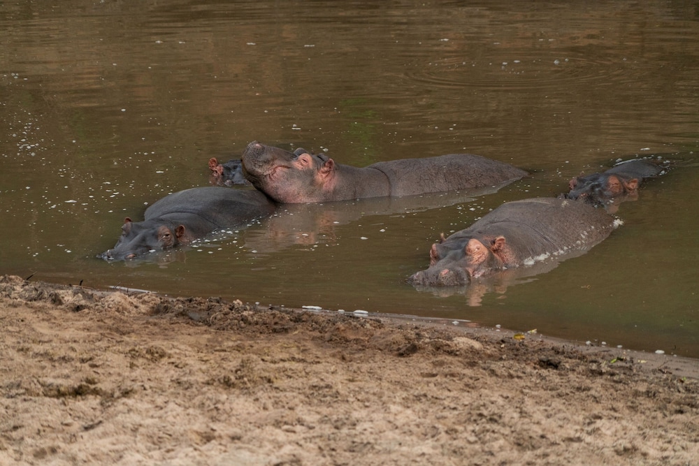 Olengoti Safari Camp - East Africa Camps