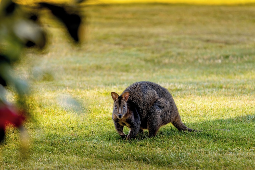 BIG4 Kelso Sands Holiday and Native Wildlife Park