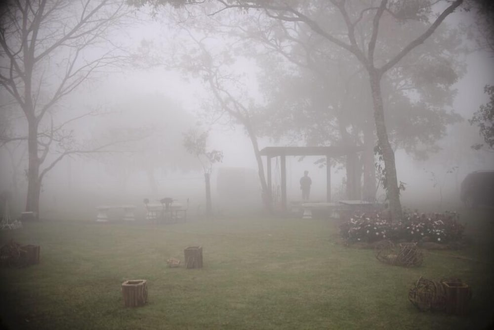Bosque Da Neblina