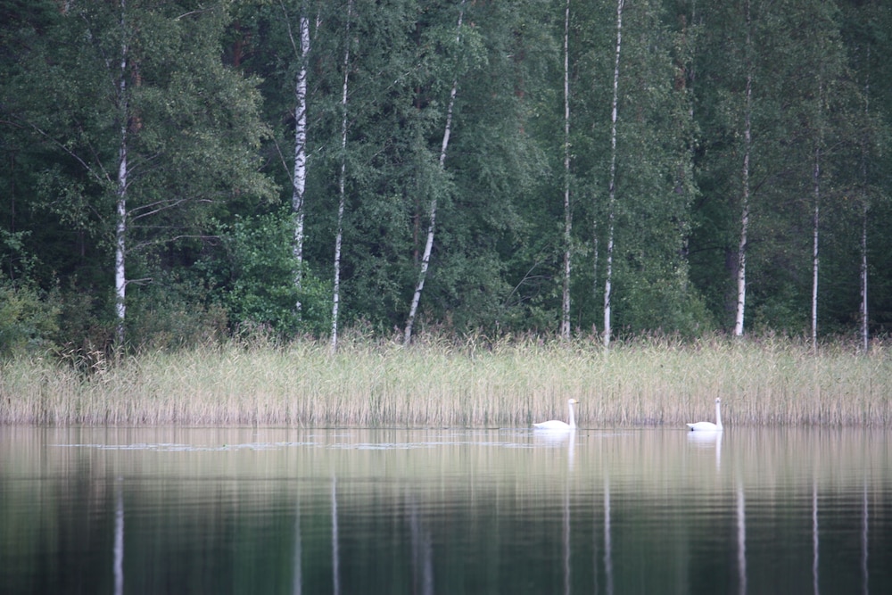 Vehkaniemi Holyday Estate
