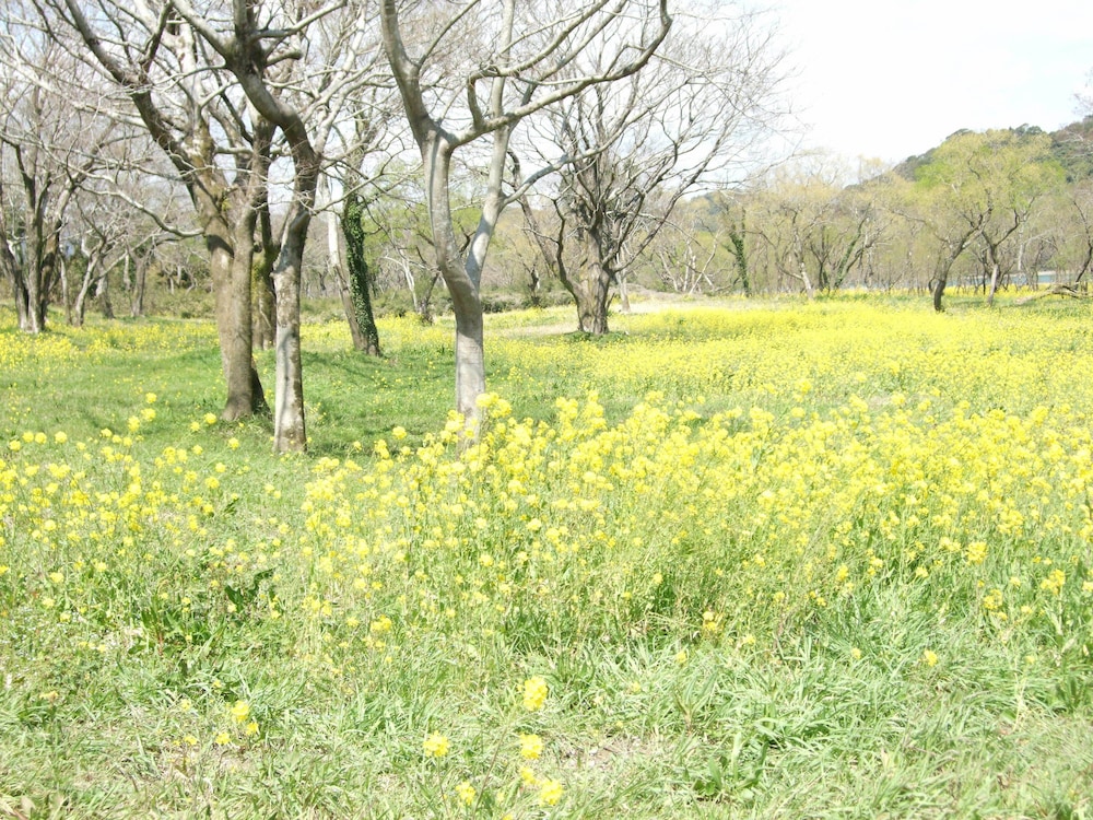 Nagomiyado Anjuann