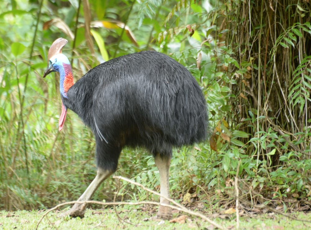 Cape Trib Farmstay