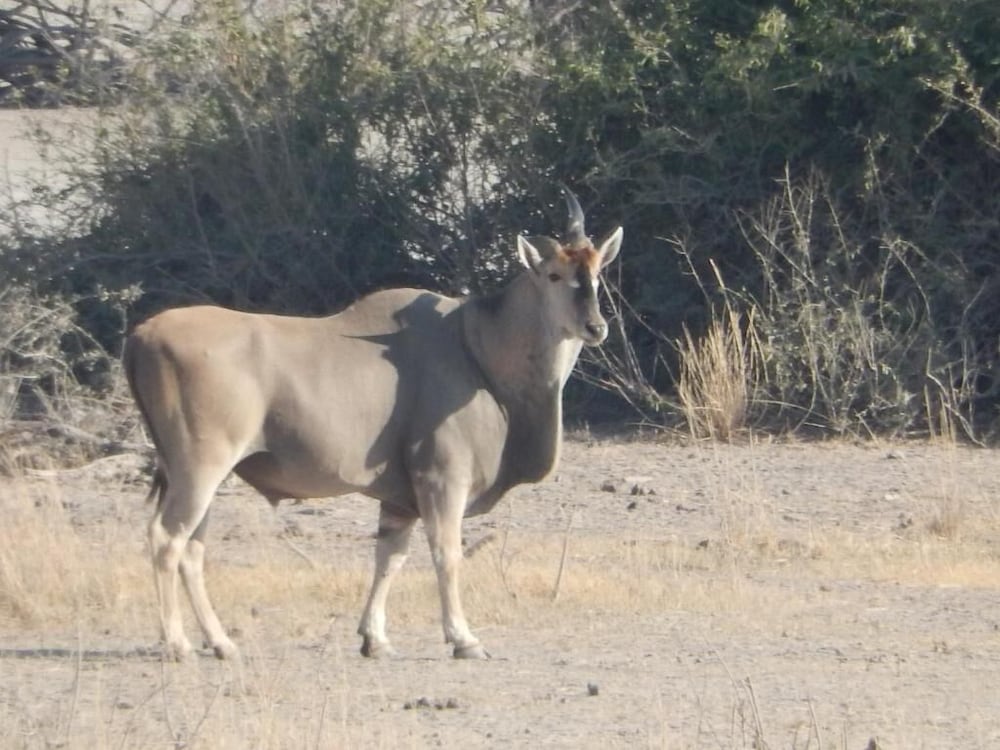 Thobolo's Bush Lodge