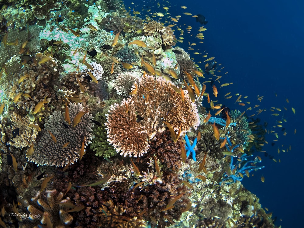 Turtle Bay Dive Resort