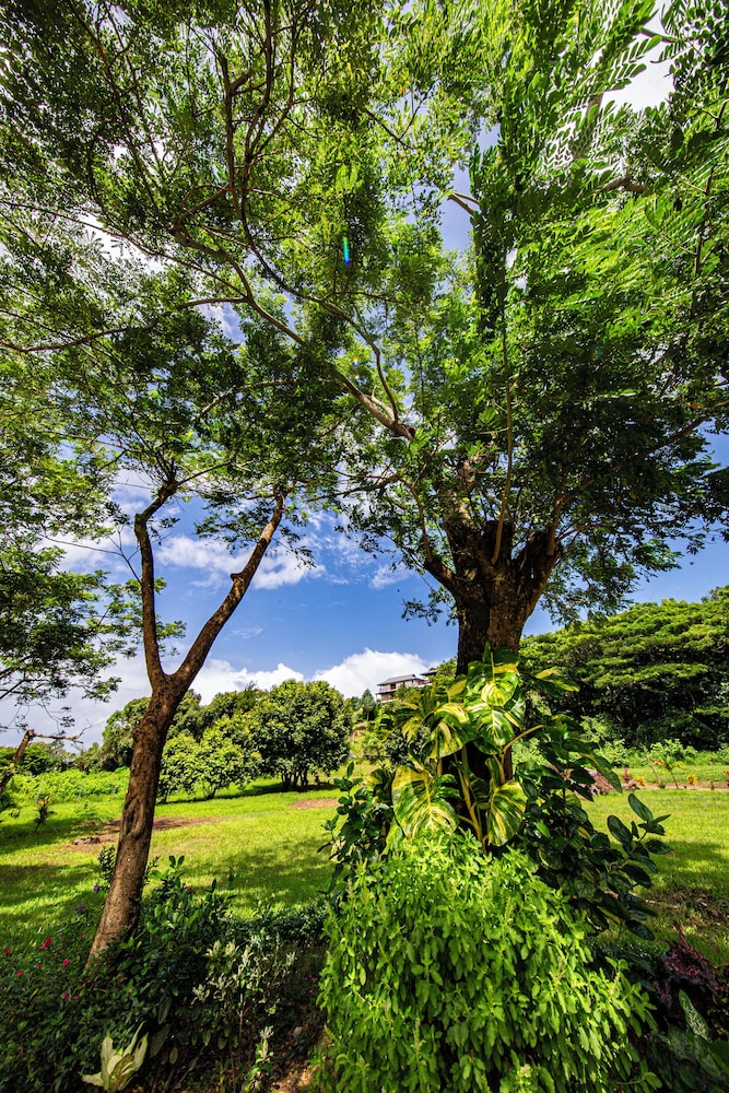 Maui Creek Bures