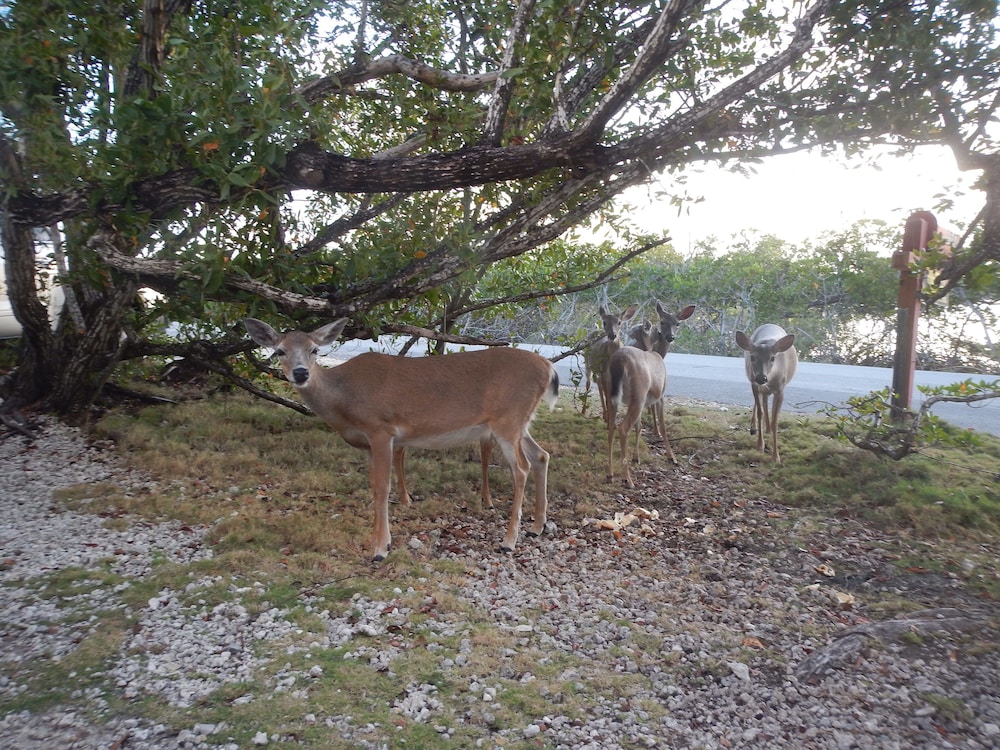 Ed & Ellen's Lodging Big Pine Key