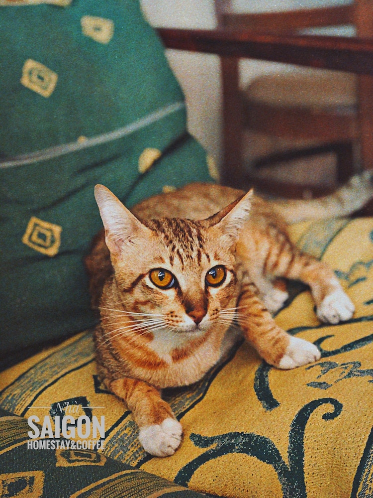 Nha Saigon