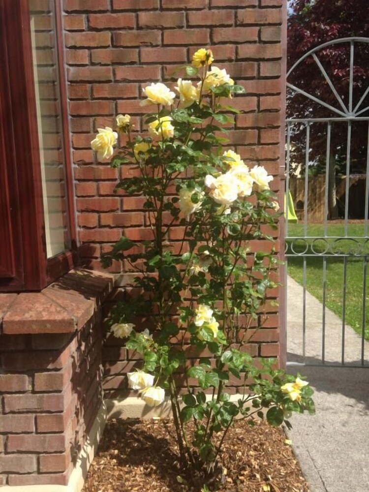 Willows B&B