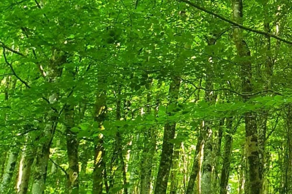 Tranquil Wells Retreat view 5