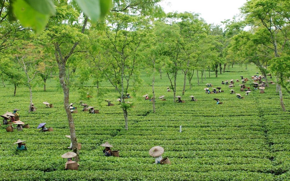 Homestay By the Tea Garden Dibrugarh view 2