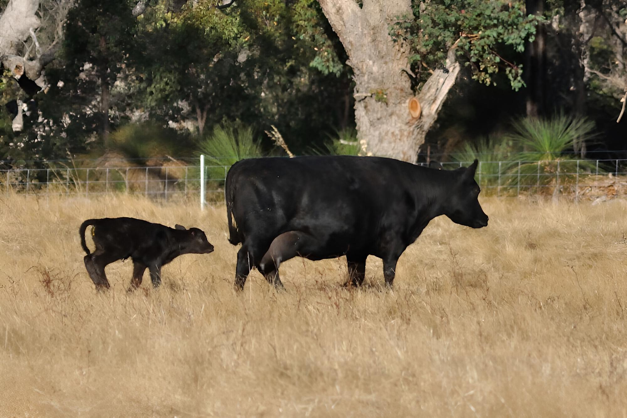 Wilga Farm Stay