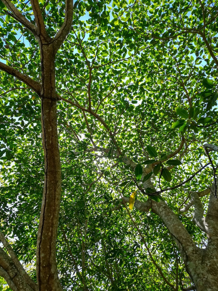 Ecohabs Bosques del Tayrona