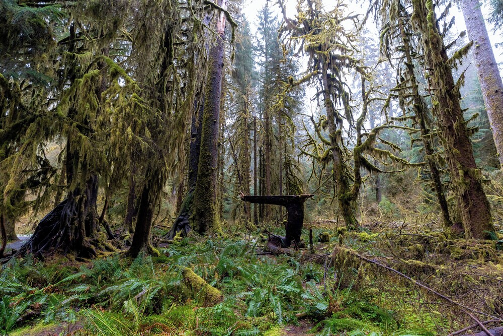 Kalaloch Lodge, Foto 15