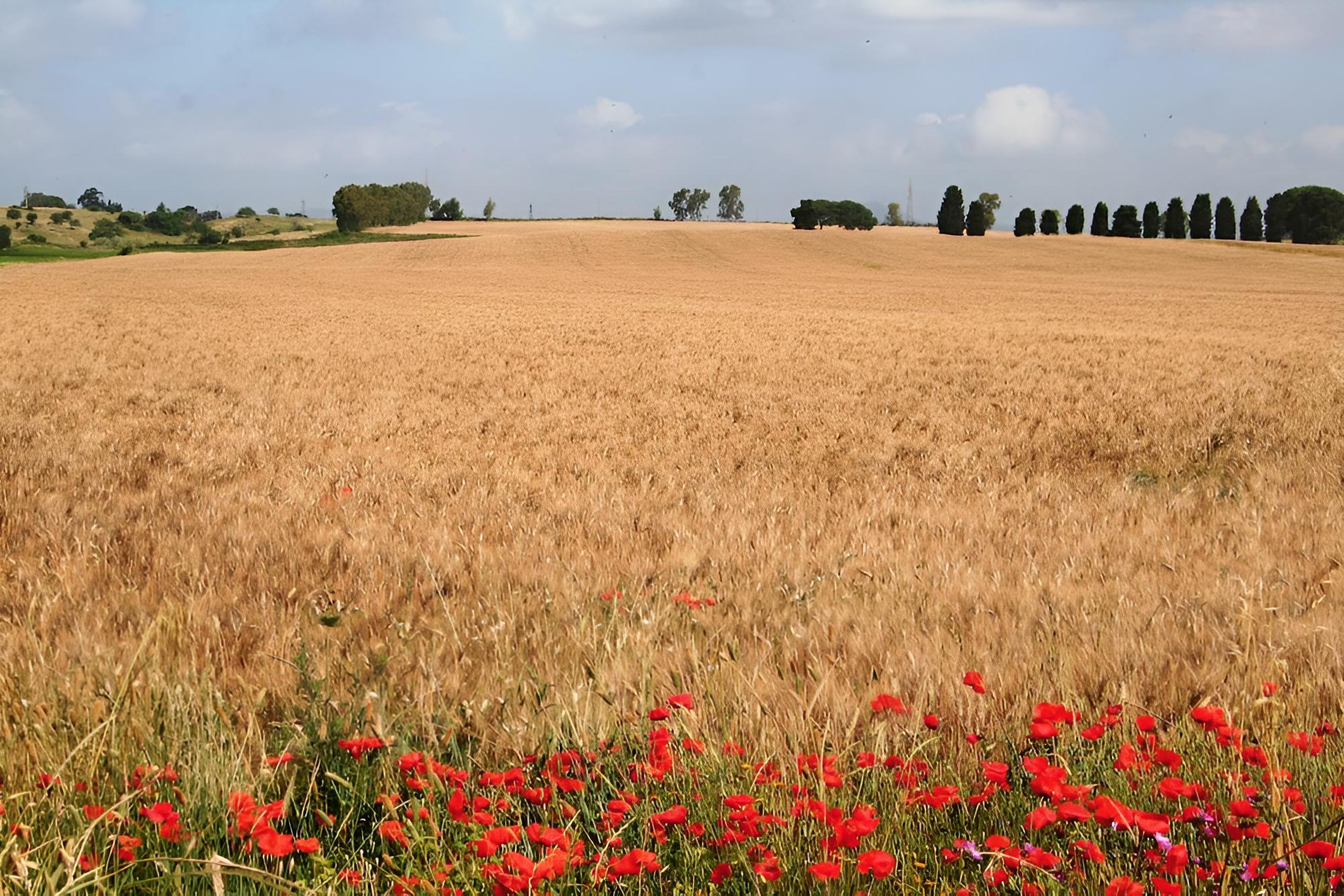 Riserva dell'Olmo