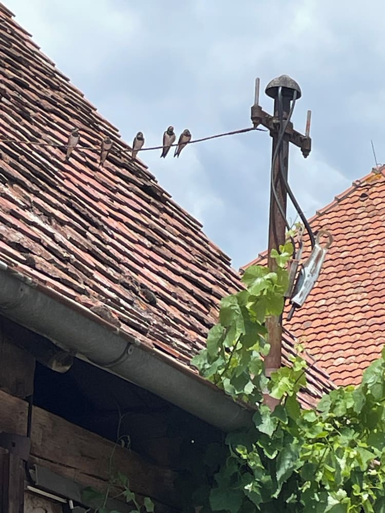 Schlafen im Weinfass