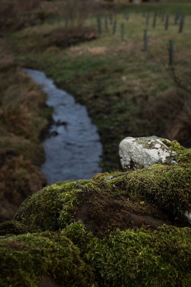 The Steading
