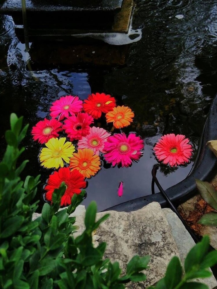 Milwaukee Vacations - Manderley Bed and Breakfast - Property Image 37