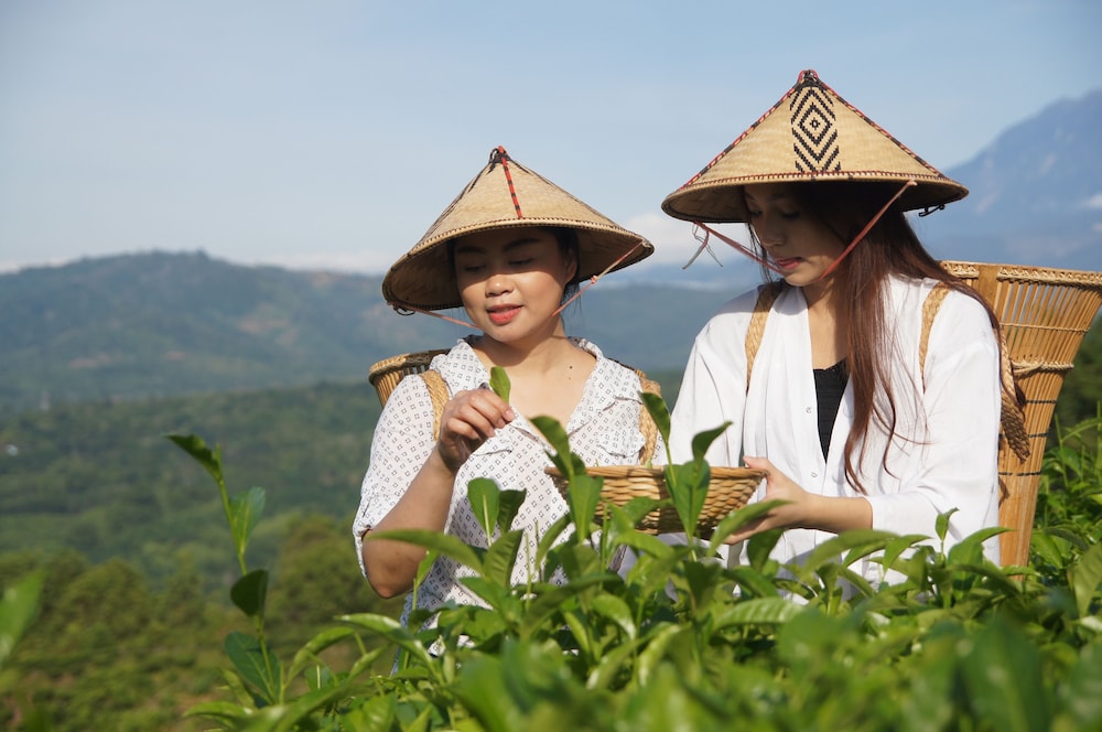 Sabah Tea Resort